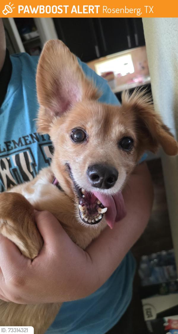 Found/Stray Female Dog last seen Walnut Creek, Rosenberg, TX 77469