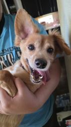 Found/Stray Female Dog last seen Walnut Creek, Rosenberg, TX 77469