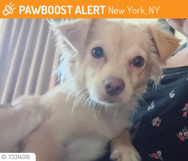 Found/Stray Female Dog last seen 1ooo1 manjatan, New York, NY 10019