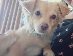 Found/Stray Female Dog last seen 1ooo1 manjatan, New York, NY 10019