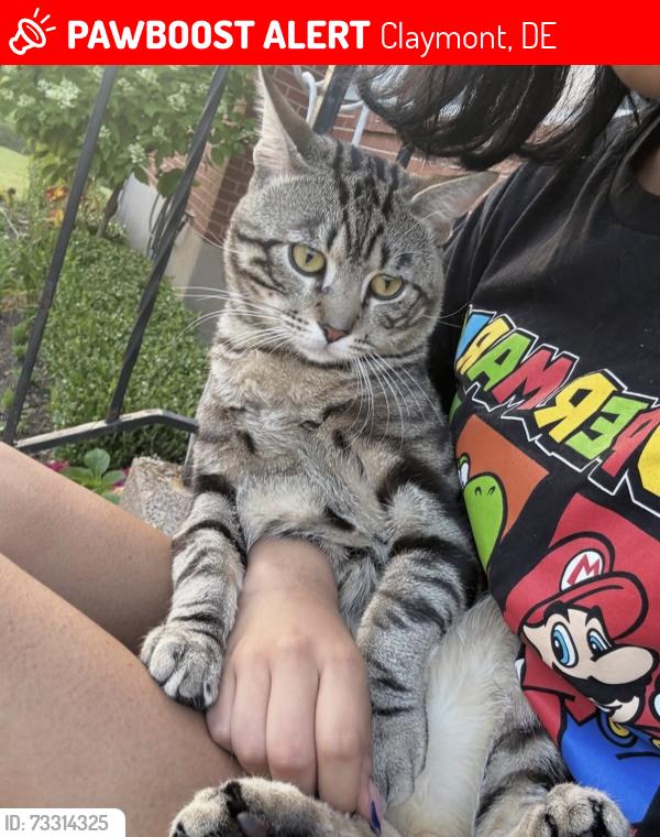 Lost Male Cat last seen New York ave, Claymont, DE 19703