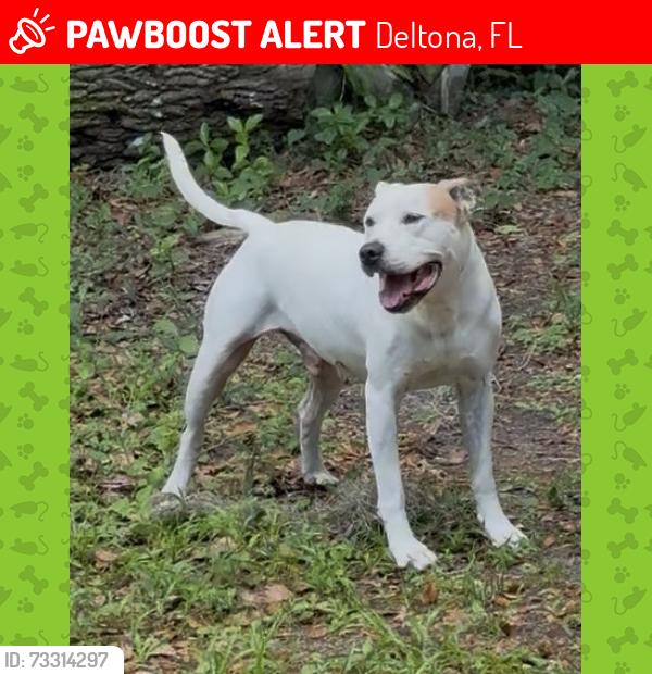 Lost Male Dog last seen Near Enteprise Osteen Rd, Deltona, FL 32738