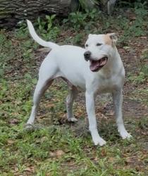 Lost Male Dog last seen Near Enteprise Osteen Rd, Deltona, FL 32738