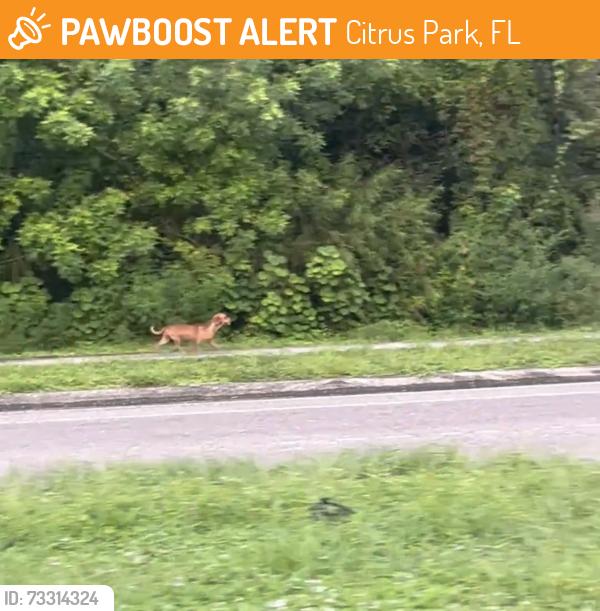 Found/Stray Male Dog last seen Linebaugh and Sheldon Rd, Citrus Park, FL 33625