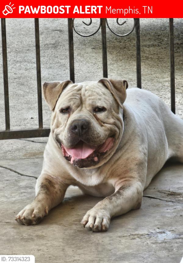 Lost Male Dog last seen Mallory and cornelia ln, Memphis, TN 38117