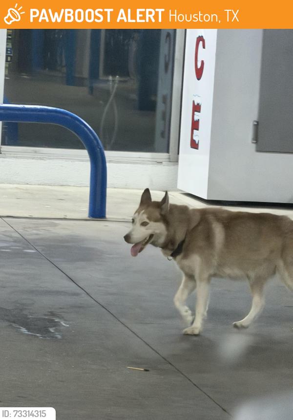 Found/Stray Unknown Dog last seen Valero gas station between south loop e & wayside dr, Houston, TX 77087