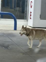 Found/Stray Unknown Dog last seen Valero gas station between south loop e & wayside dr, Houston, TX 77087