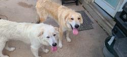 Reunited Male Dog last seen Vaughn, Burleson, TX 76028