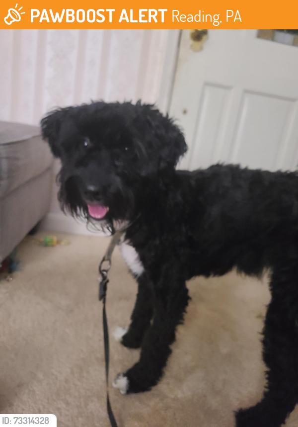 Found/Stray Male Dog last seen Near New Holland Rd, Reading, PA 19607, Reading, PA 19607