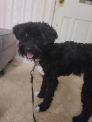 Found/Stray Male Dog last seen Near New Holland Rd, Reading, PA 19607, Reading, PA 19607