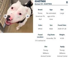 Lost Male Dog last seen Redford rd, Knoxville, TN 37919