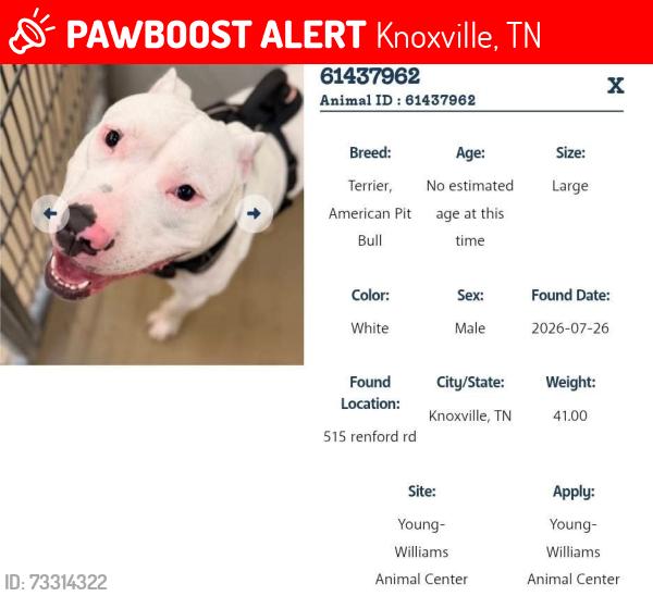Lost Male Dog last seen Redford rd, Knoxville, TN 37919