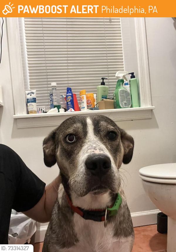 Found/Stray Female Dog last seen Broad Street and Girard Avenue, Philadelphia, PA 19121