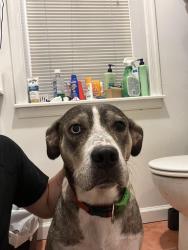 Found/Stray Female Dog last seen Broad Street and Girard Avenue, Philadelphia, PA 19121