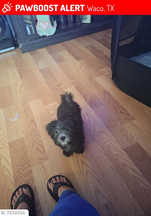Lost Male Dog last seen Near frost ave, Waco, TX 76708
