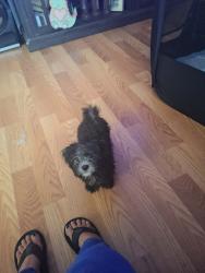 Lost Male Dog last seen Near frost ave, Waco, TX 76708