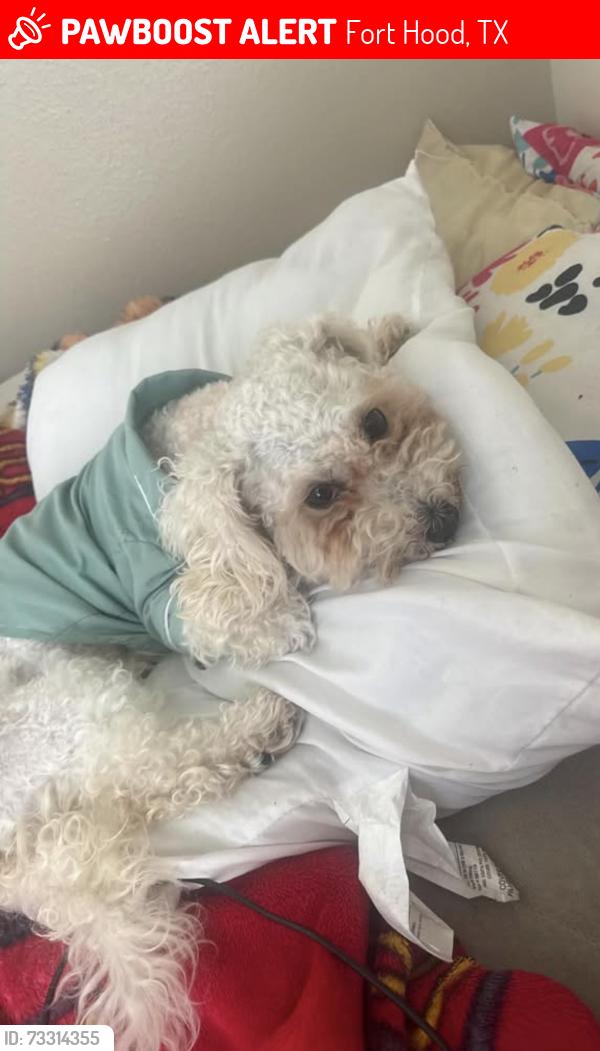 Lost Female Dog last seen Caddo dr military base, Fort Hood, TX 76544