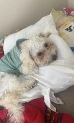 Lost Female Dog last seen Caddo dr military base, Fort Hood, TX 76544