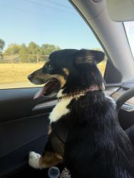 Reunited Female Dog last seen Santa Fe & Simmons, Edmond, OK 73025