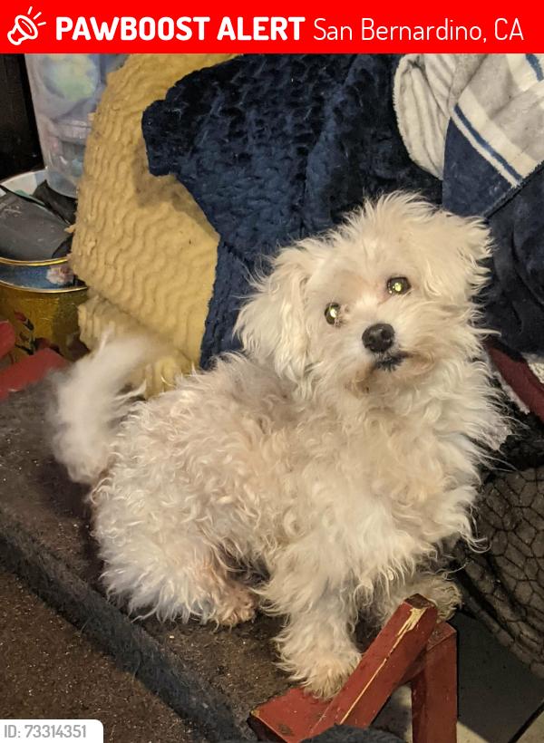 Lost Male Dog last seen Kendall drive and N. Mountain Drive, San Bernardino, CA 92407
