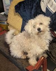 Lost Male Dog last seen Kendall drive and N. Mountain Drive, San Bernardino, CA 92407