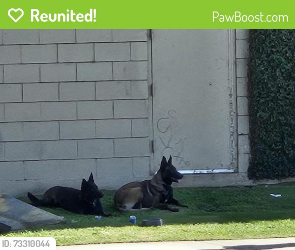 Reunited Unknown Dog last seen Orange Ave next to Jack's liquor store, Paramount, CA 90723