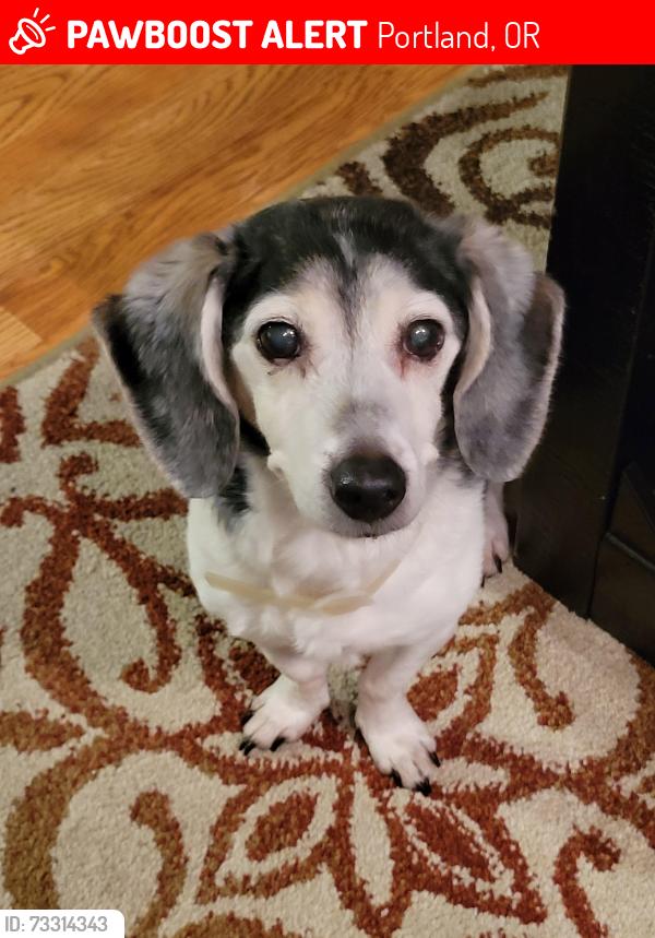 Lost Female Dog last seen Naegeli Dr, Portland, OR 97236