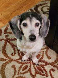 Lost Female Dog last seen Naegeli Dr, Portland, OR 97236