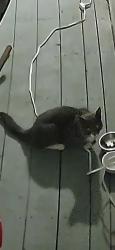 Found/Stray Unknown Cat last seen Beverly ave, Spruce Grove, AB 