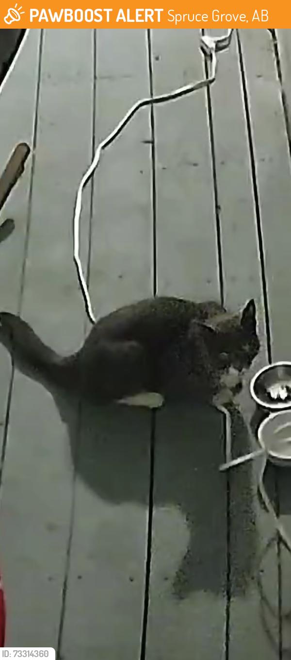Found/Stray Unknown Cat last seen Beverly ave, Spruce Grove, AB 