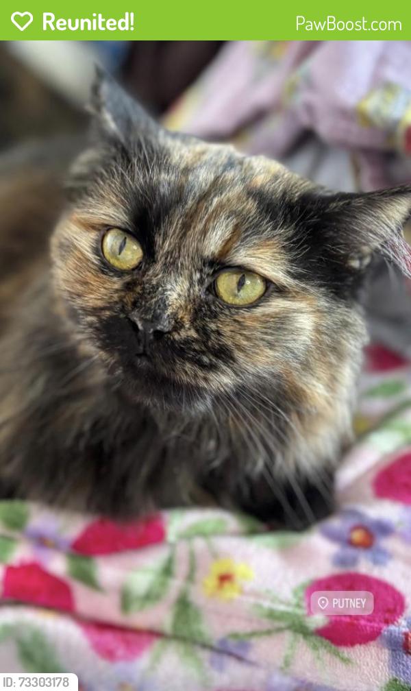 Reunited Female Cat last seen Cambalt Road, Greater London, England SW15 6EP