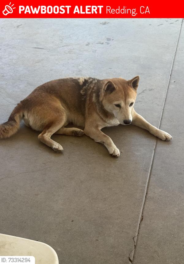 Lost Female Dog last seen Bechelli Ln, Redding, CA 96002