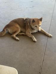 Lost Female Dog last seen Bechelli Ln, Redding, CA 96002