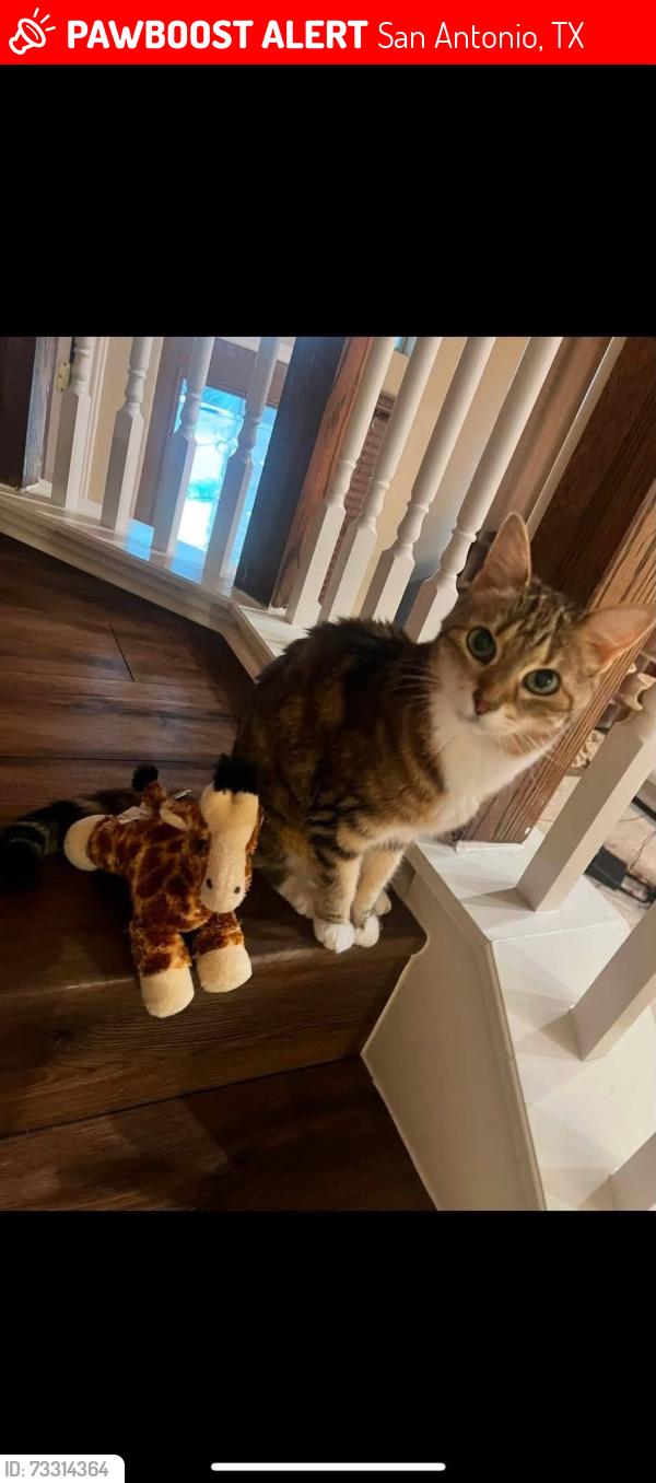 Lost Female Cat last seen American lotus, San Antonio, TX 78245