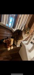 Lost Female Cat last seen American lotus, San Antonio, TX 78245
