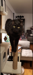Reunited Male Cat last seen Ken Mawr United Presbyterian Church, McKees Rocks, PA 15136