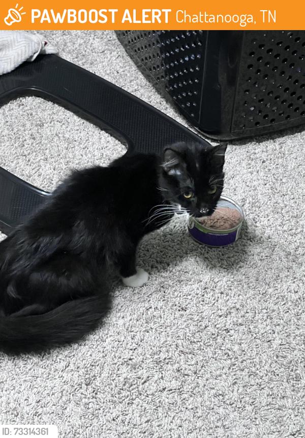 Found/Stray Unknown Cat last seen lookout valley, Chattanooga, TN 37419