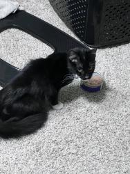 Found/Stray Unknown Cat last seen lookout valley, Chattanooga, TN 37419