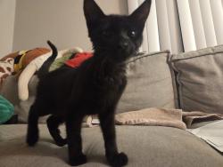 Found/Stray Male Cat last seen Westmount at winter park apmts, Winter Park, FL 32789