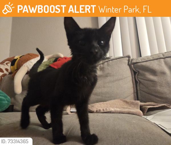 Found/Stray Male Cat last seen Westmount at winter park apmts, Winter Park, FL 32789