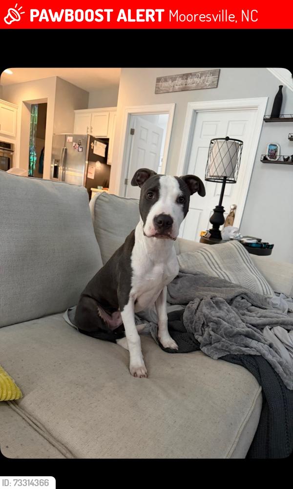 Lost Male Dog last seen Near woods area, Mooresville, NC 28115