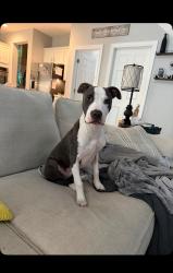 Lost Male Dog last seen Near woods area, Mooresville, NC 28115