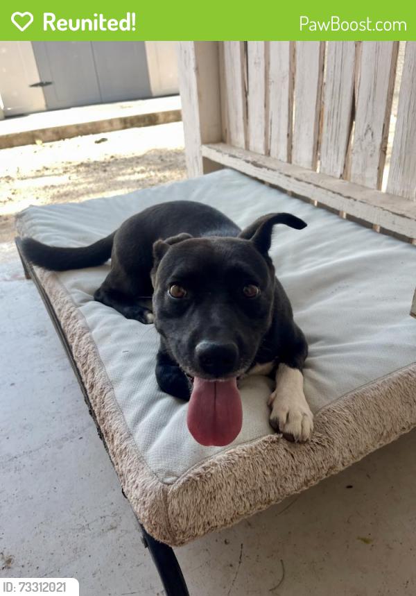 Reunited Male Dog last seen Grant and Campbell near the International School, Tucson, AZ 85719