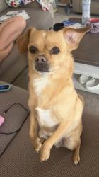 Reunited Male Dog last seen Near Due W Rd NW, Kennesaw, GA 30152, USA, Kennesaw, GA 30152