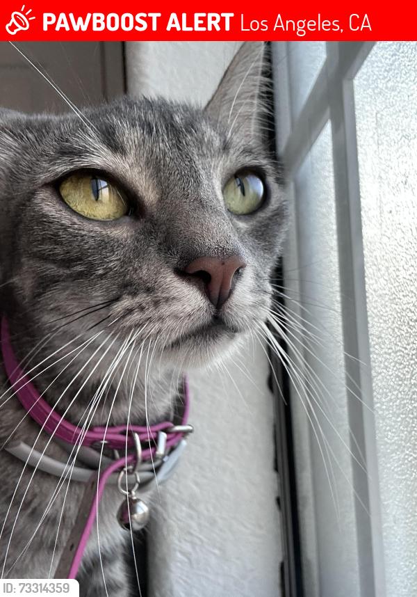 Lost Female Cat last seen El sereno, Los Angeles, CA 90032