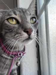 Lost Female Cat last seen El sereno, Los Angeles, CA 90032