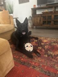 Lost Male Dog last seen Sonoma verde houses, San Antonio, TX 78255