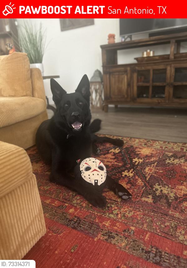 Lost Male Dog last seen Sonoma verde houses, San Antonio, TX 78255