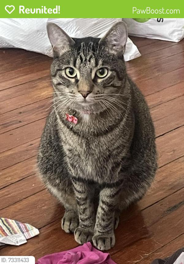 Reunited Male Cat last seen Leverington Ave and Ridge, Philadelphia, PA 19128