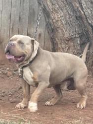 Reunited Male Dog last seen 63rd, Oklahoma City, OK 73132
